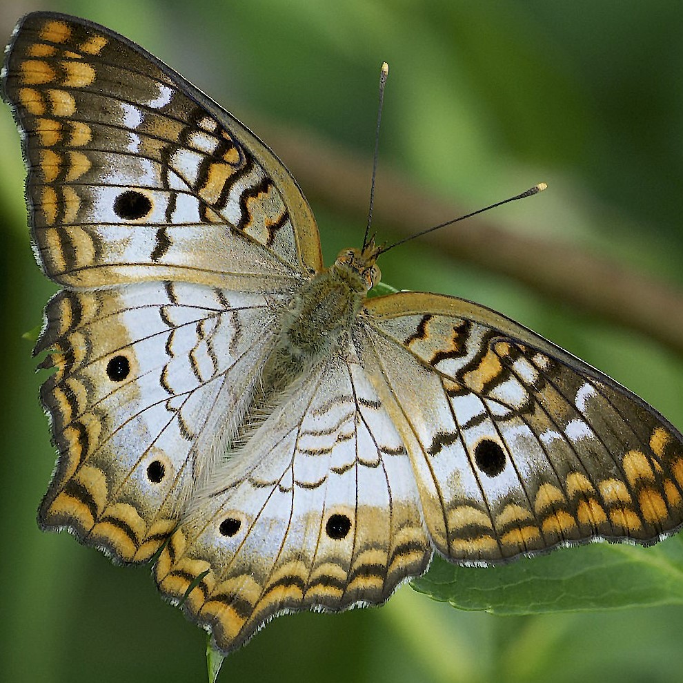 Butterfly upclose at Selby Gardens' Historic Spanish Point Butterly House crop photo of a yellow aster