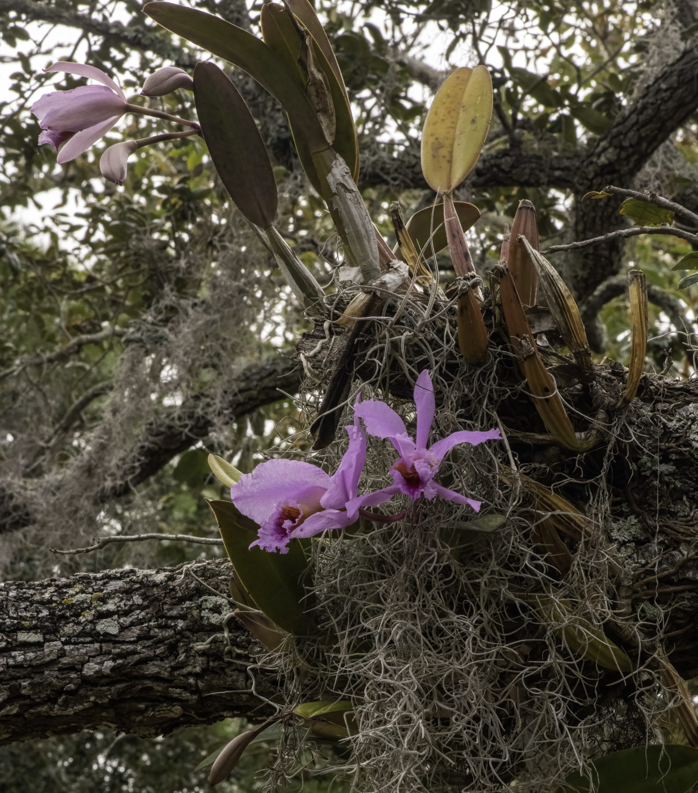 Cattleya percivaliana