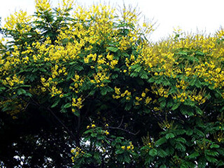 faba-peltophorum-dubium-320