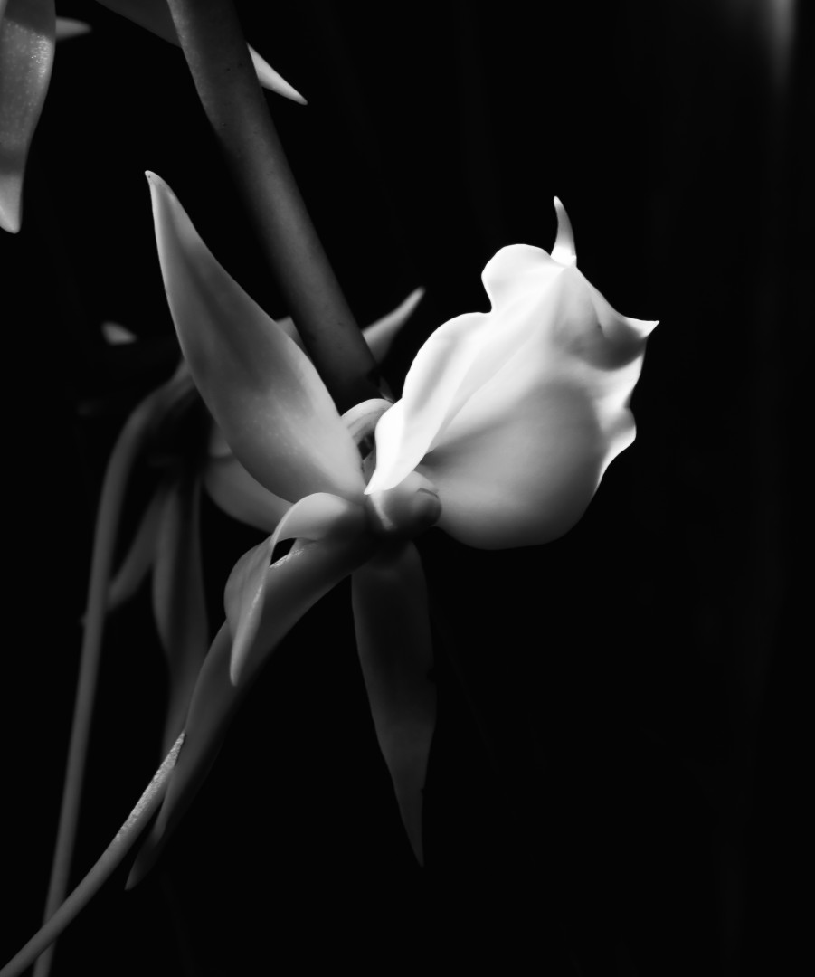 First black and white Dancing in the Dark Karri Krumlauf