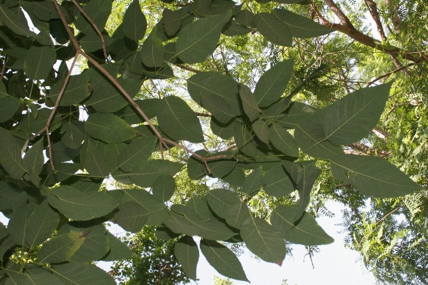 leaves Leaves