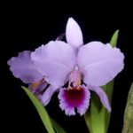 orchid-in-bloom-150x150 Glass Vase with dragonfly