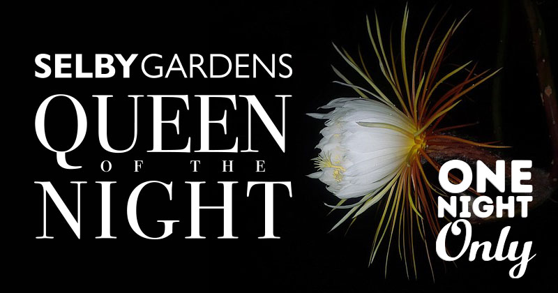 QOTN2024-BANNER-ONE-NIGHT-ONLY Queen of the Night in bloom