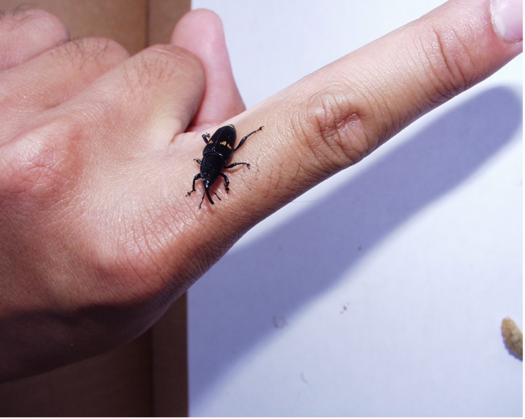 wevil Wevil bug