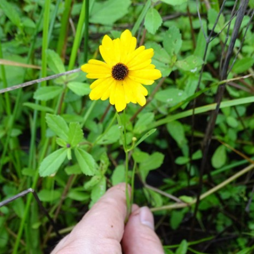 EcoFlora Aster photo of a yellow aster